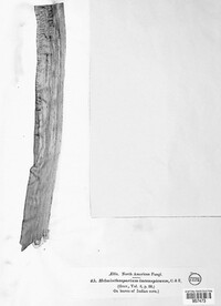 Exserohilum turcicum image